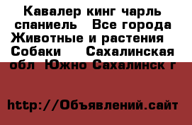 Кавалер кинг чарль спаниель - Все города Животные и растения » Собаки   . Сахалинская обл.,Южно-Сахалинск г.